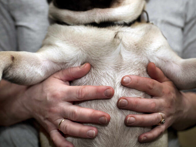 Photo inspiration: Visual Reference: Your Dog S Stomach Is Gurgling And They Re Eating