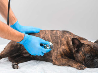 vet exam of the stomach for french bulldog