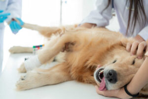 Dog on clinic table before a surgery