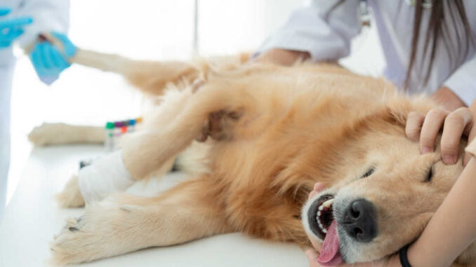 Dog on clinic table before a surgery