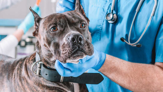 Bulldog on operating table about to get a surgery