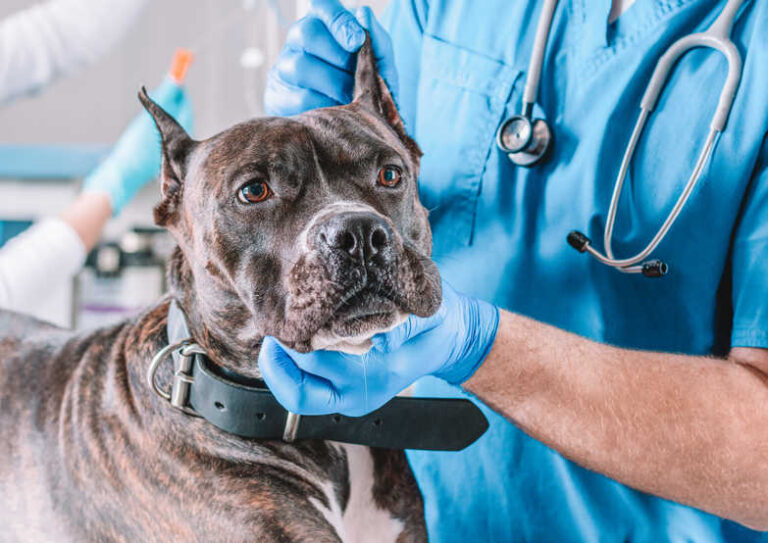 Soft Palate Surgery for Dogs: FAQ with Our Veterinarian
