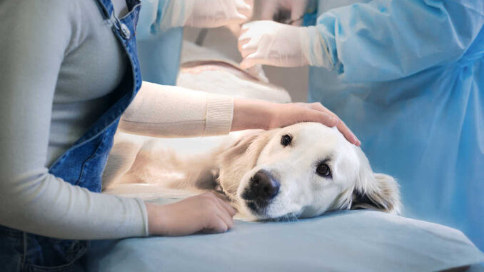 golden retriever about to get surgery on the operation table