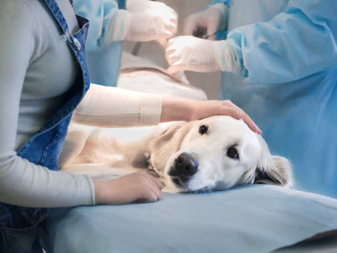 Timeline For Dog Spay Recovery By A Spay Surgeon