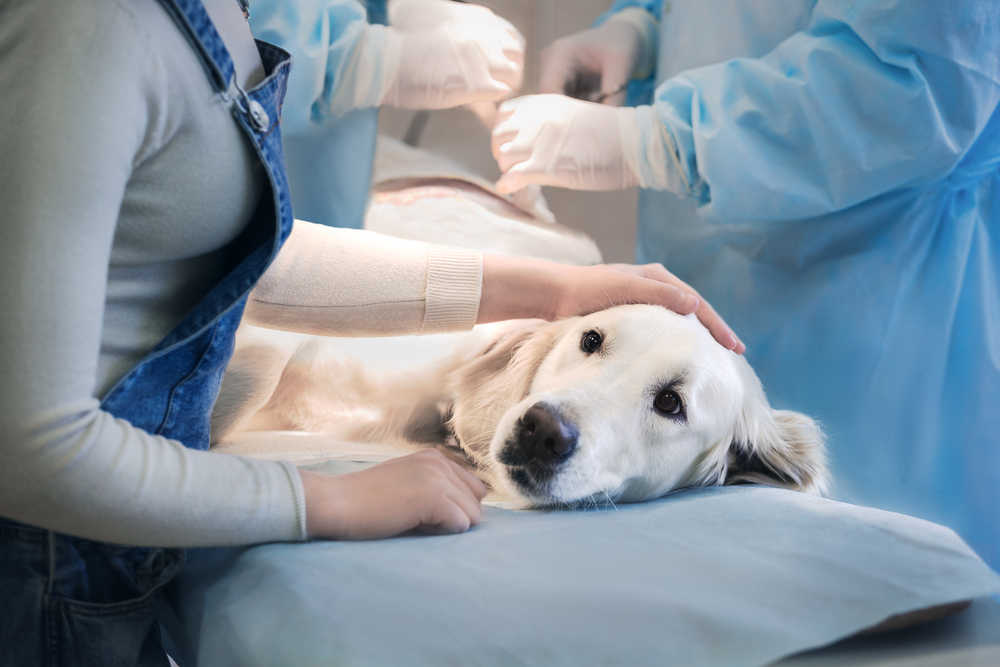 golden retriever about to get surgery on the operation table