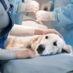 dog laying on surgery table with owner