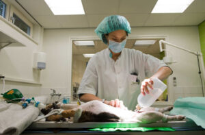 Infected Incisions in Dogs: Symptoms & Treatment [Vet Info]