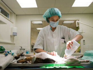 veterinarian preparing and cleaning a dog after she is being sterilized