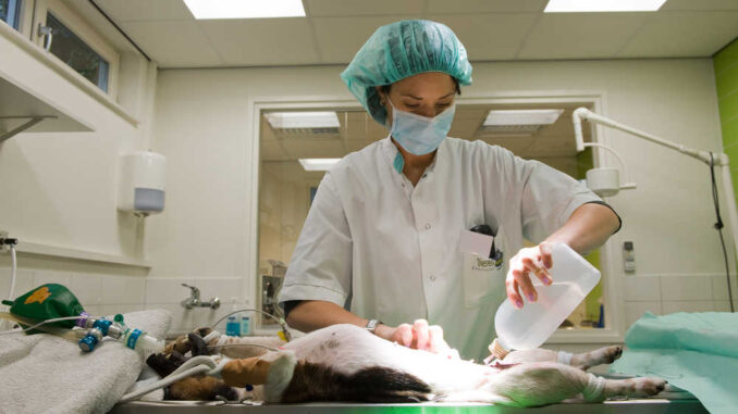 veterinarian preparing and cleaning a dog after she is being sterilized
