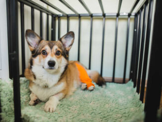 dog in crate recovering from a backleg surgery