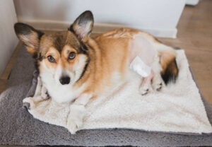 15 Pictures Of Dog Incision Infections + Veterinarian Advice