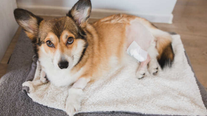 corgi recovering from a tplo surgery with bandage on his back