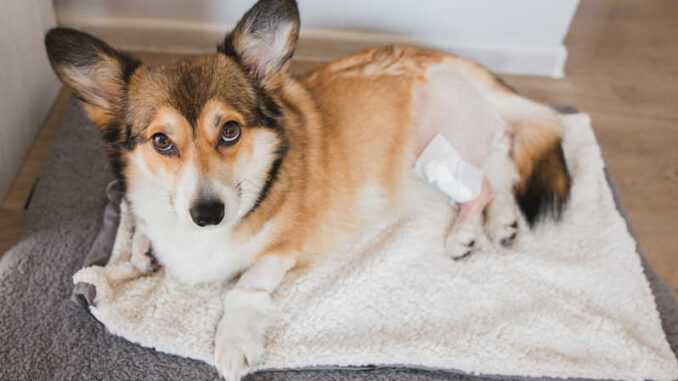 how do you tell if my dogs spay incision is infected