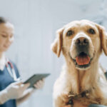 dog at the vet on an examination table