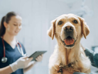 dog at the vet on an examination table