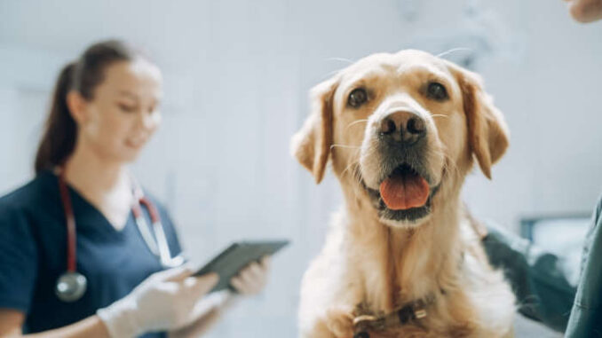 dog at the vet on an examination table