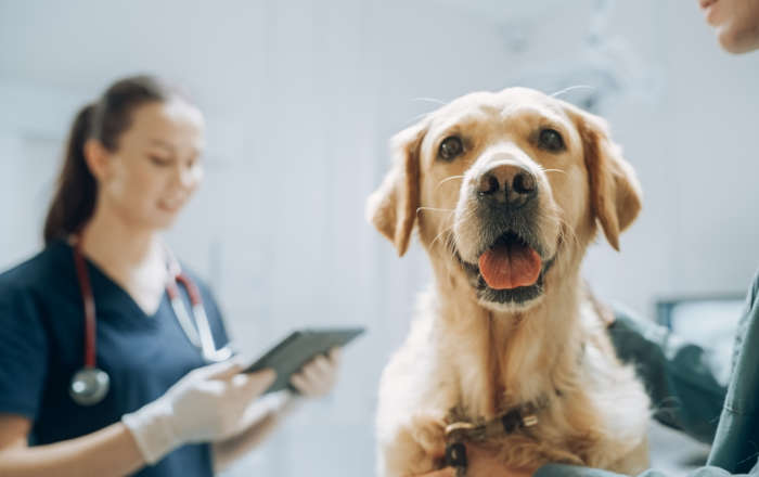 dog before surgery with vet and owner in background