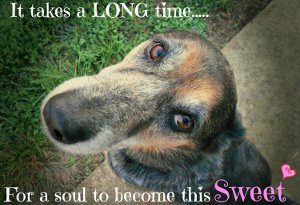 Old dog quote. What a sweet soul.
