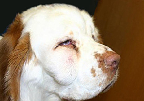 dog with swelling under the eye due to tooth abscess