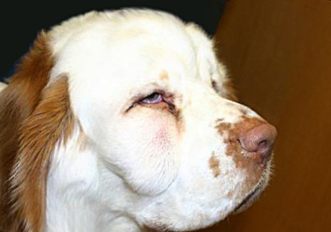 what does abscess look like on a dog