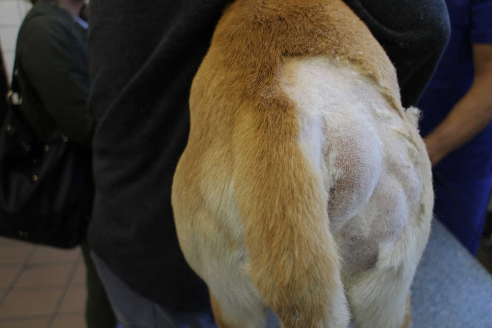 swollen butt on dog due to hernia