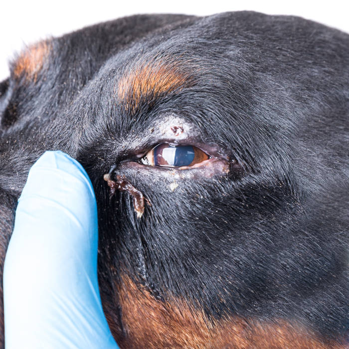 closeup on a swollen and infected dog eyelid
