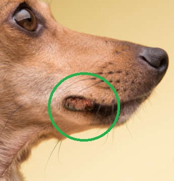 swollen red lip on dog 