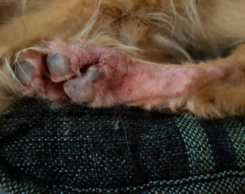 Red, hairless dog paw. Paw allergies in dogs