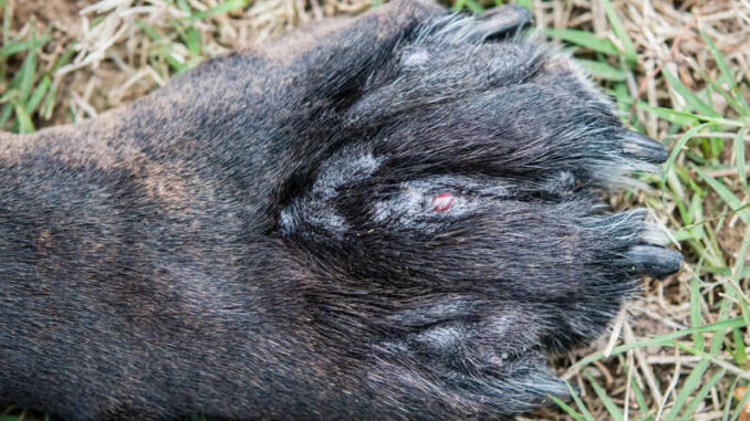 swollen dog paw and paw pad