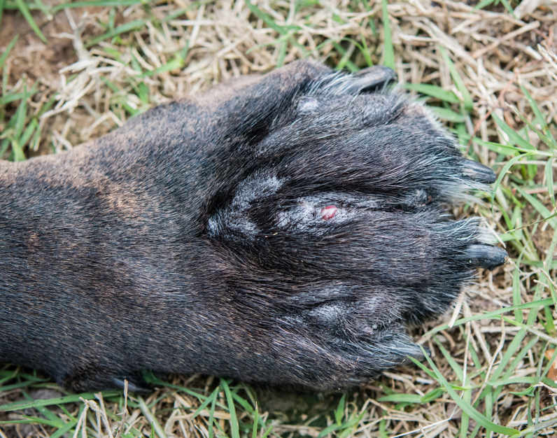 swollen dog paw and paw pad