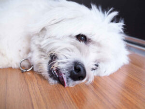 Focal Seizures in Dogs: A Vet’s Guide for Dog Owners