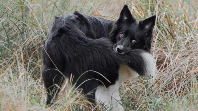 border collie biting his tail in a grass field