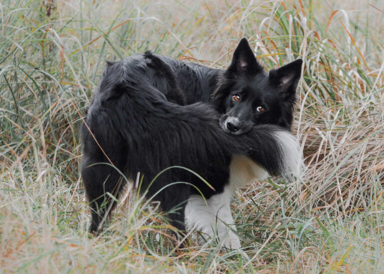 Our Vet Answers: Why Do Dogs Chew Hair Off Their Tails?