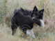 border collie biting his tail in a grass field