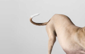Dog’s Tail with a New Lump: What Is It? [Pictures & Vet Advice]