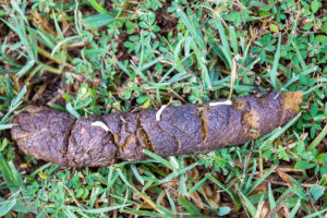 tapeworms on dog stools on grass (Small size)