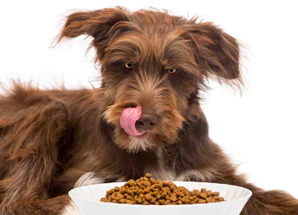 how to make dog eat more