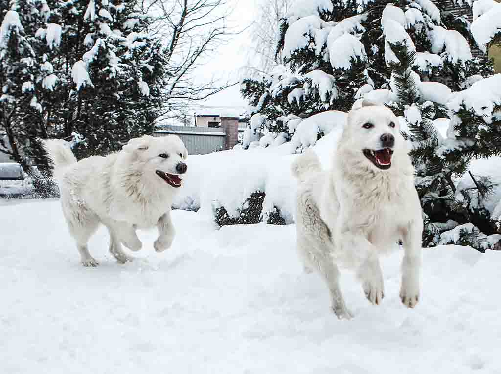 two tatra shepherd dogs running in the snow