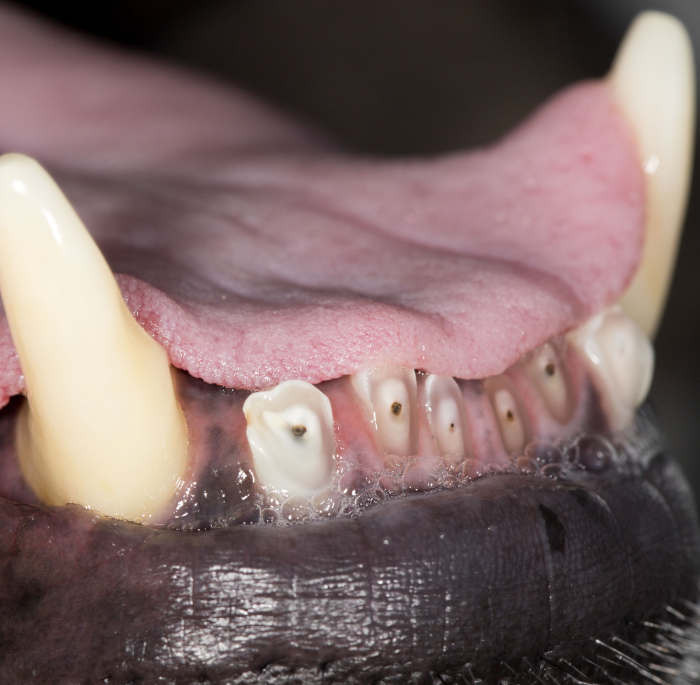 close up picture showing several black spots on dog teeth which are the result of abrasion