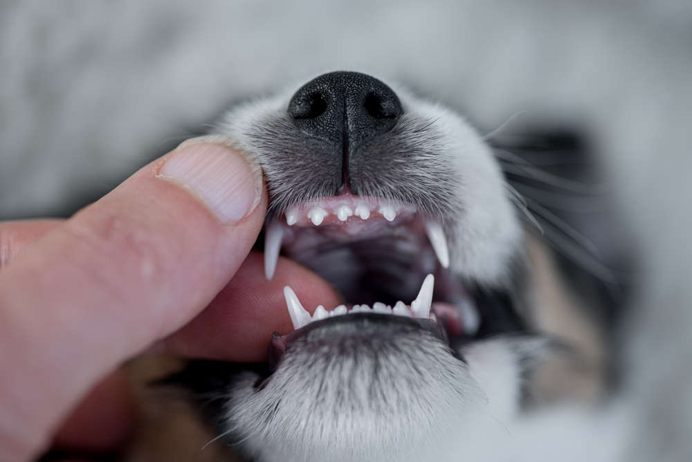 close up of front teeth of a 5-week old Jack Russell Terrier puppy