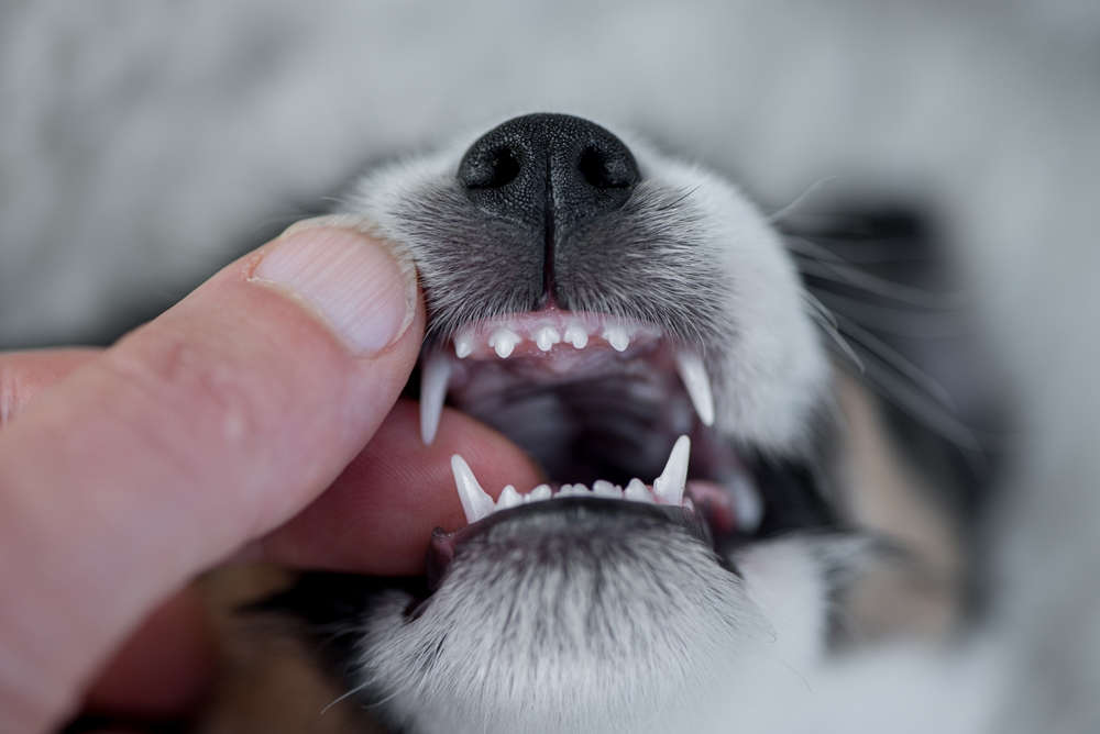 at what age does a puppy lose its canine teeth