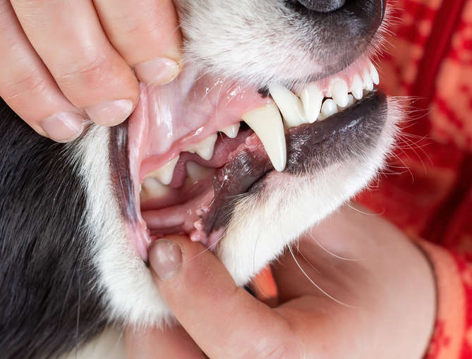 adult canine teeth have fully erupted