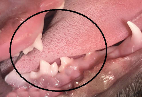 closeup of deciduous premolars erupting