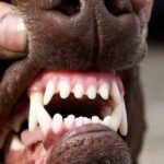 clean young dog teeth