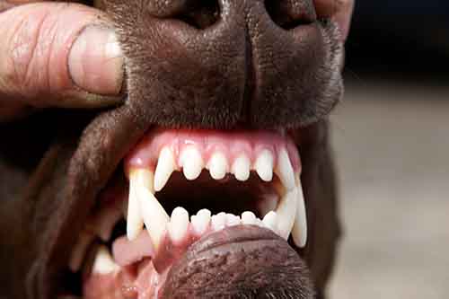 clean young dog teeth