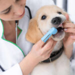 5 Best Ways to Reduce or Remove Tartar in Dogs [Vet Advice]