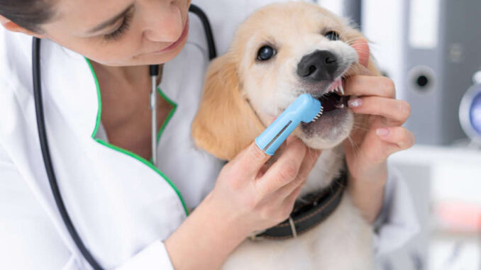 woman brushing a dog's teeth with toothbrush
