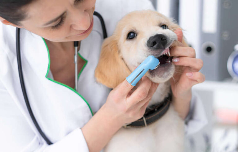 5 Best Ways to Reduce or Remove Tartar in Dogs [Vet Advice]