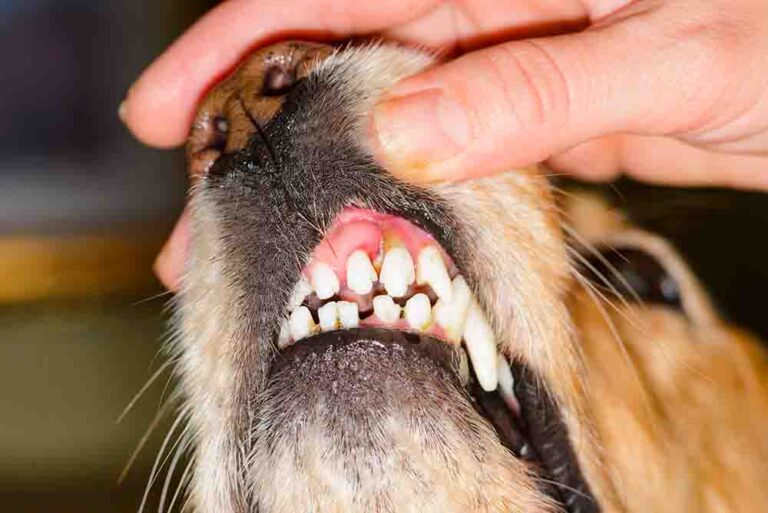 Dog Suddenly Sneezing a Lot? A Vet Explains What to Do