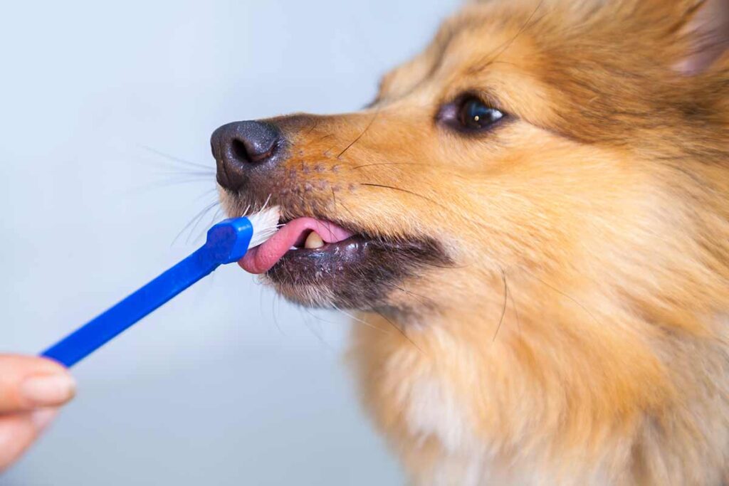 teeth and toothbrush on a dog